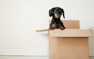 packing box pet dog 3 signs to look out for when hiring a moving company